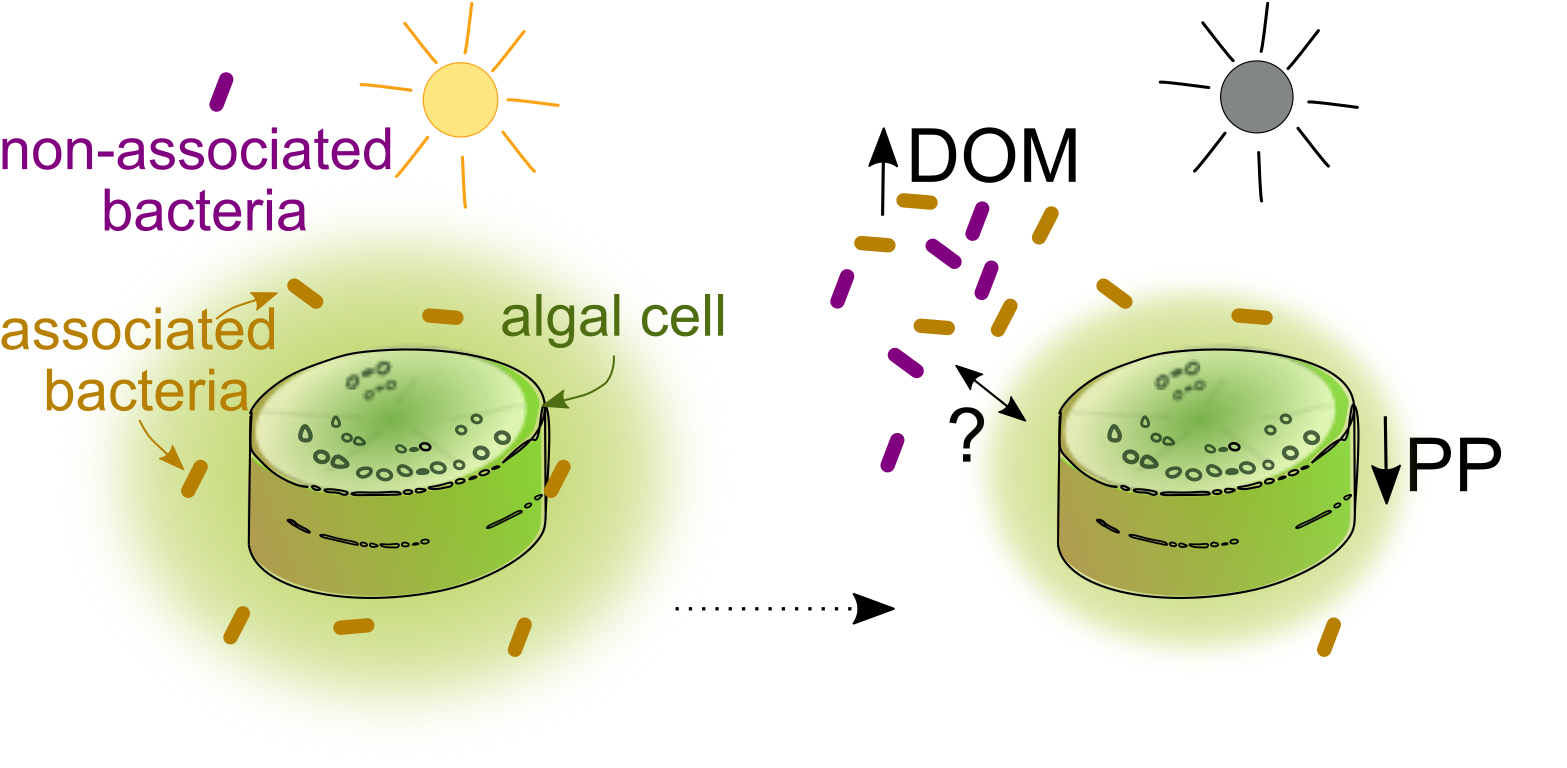 diagram showing the hypothesized effects of water browining on algal primary production (decreasing) and carbon transfer to surrounding bacteria (potentially decreasing, but unclear)